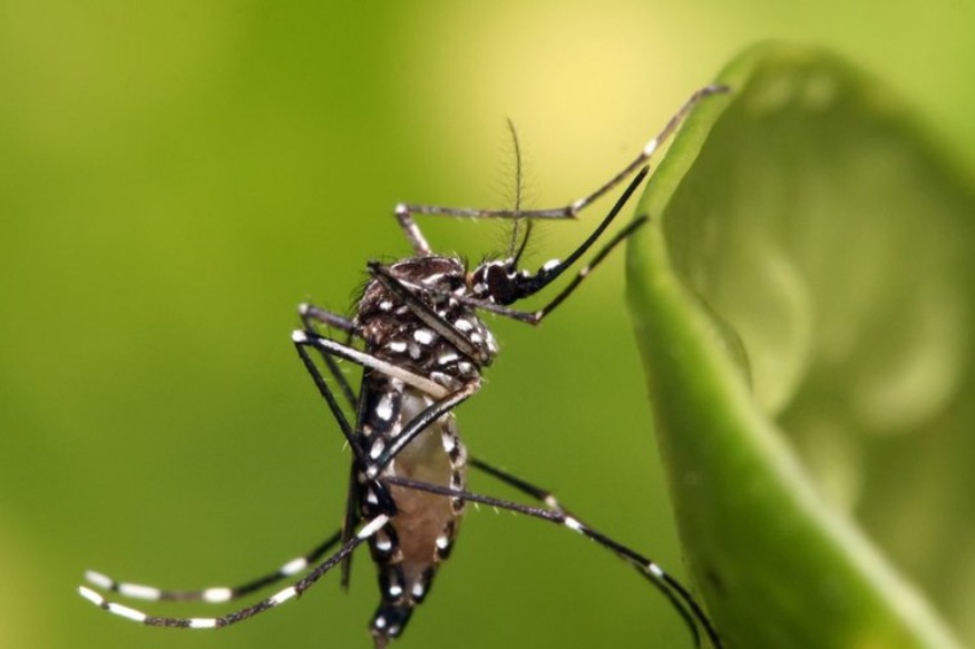 Moustiques tigres : 5 infos indispensables pour mieux s’en protéger